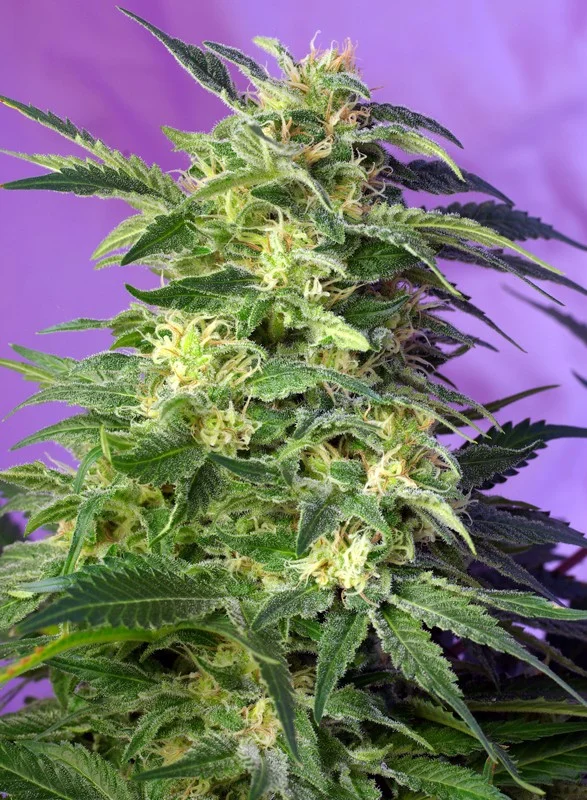 Killer Kush van Sweet Seeds