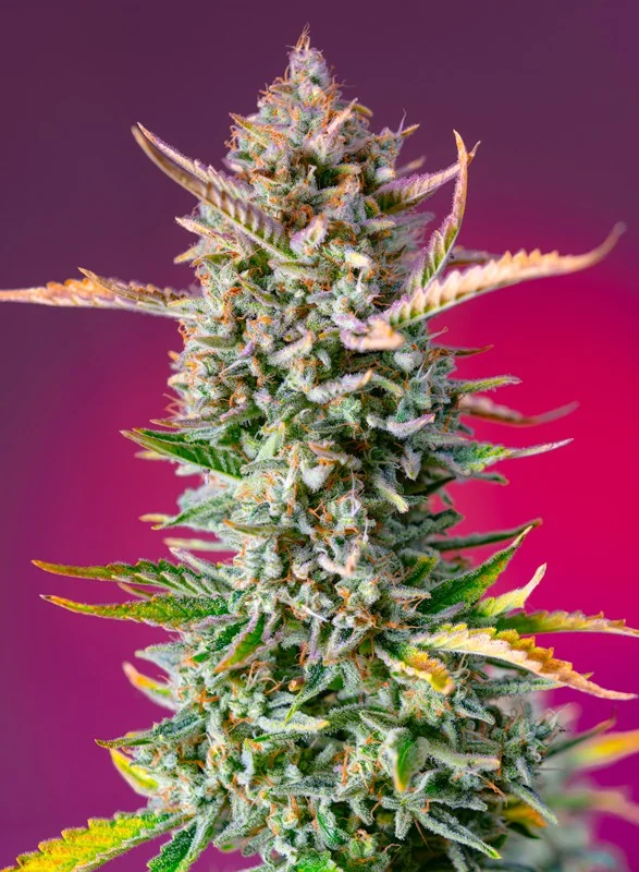 Gorilla Sherbet F1 Fast Version van Sweet Seeds