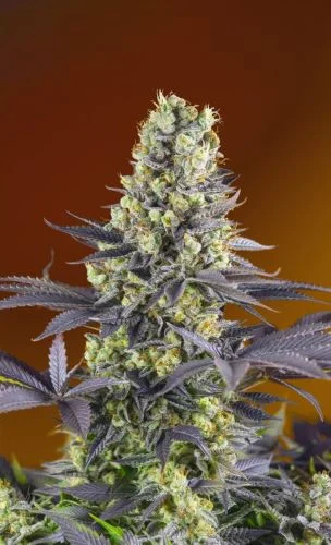Sweet Zenzation van Sweet Seeds