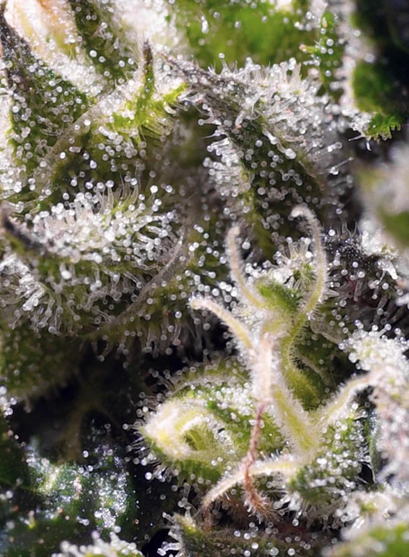 Cream Caramel van Sweet Seeds