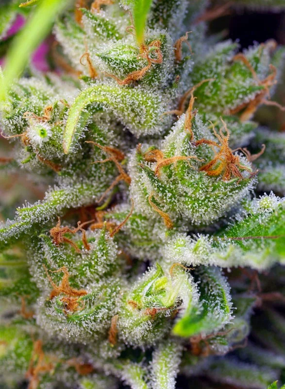 Gorilla Girl van Sweet Seeds