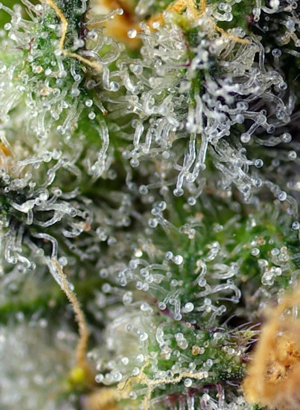 Indigo Berry Kush van Sweet Seeds