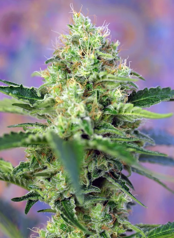 Crystal Candy van Sweet Seeds