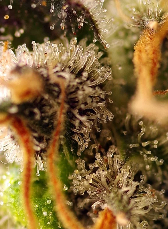 Gorilla Sherbet F1 Fast Version van Sweet Seeds