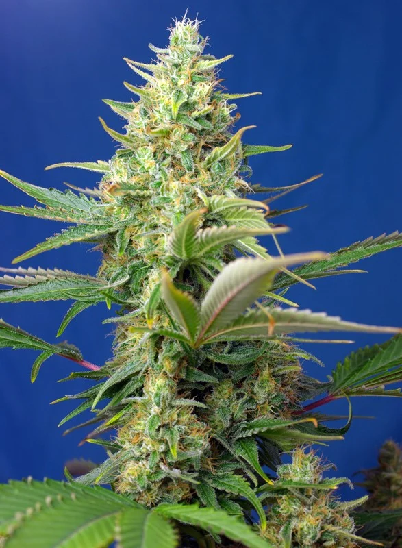 Sweet Pure CBD van Sweet Seeds