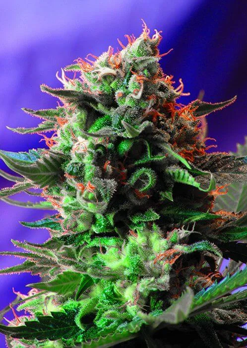 Jack 47 Fast Version van Sweet Seeds