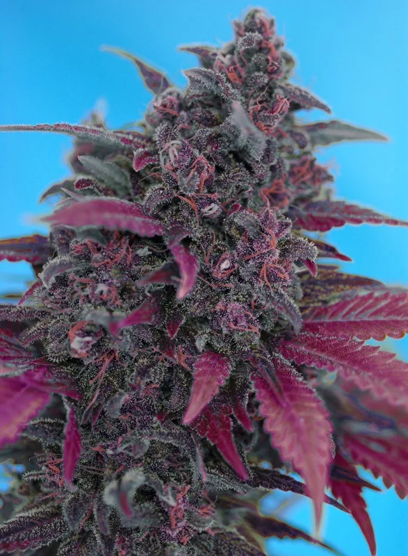 Dark Devil van Sweet Seeds