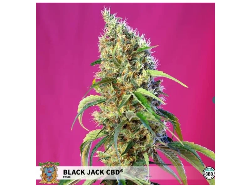 Black Jack CBD van Sweet Seeds