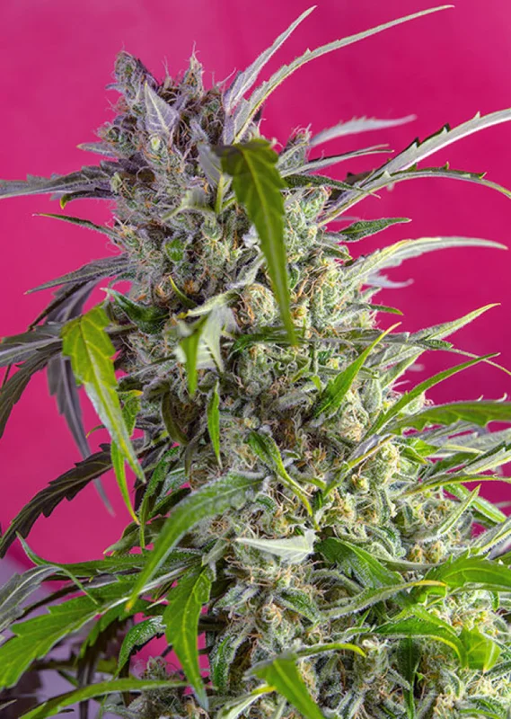 Crystal Candy van Sweet Seeds