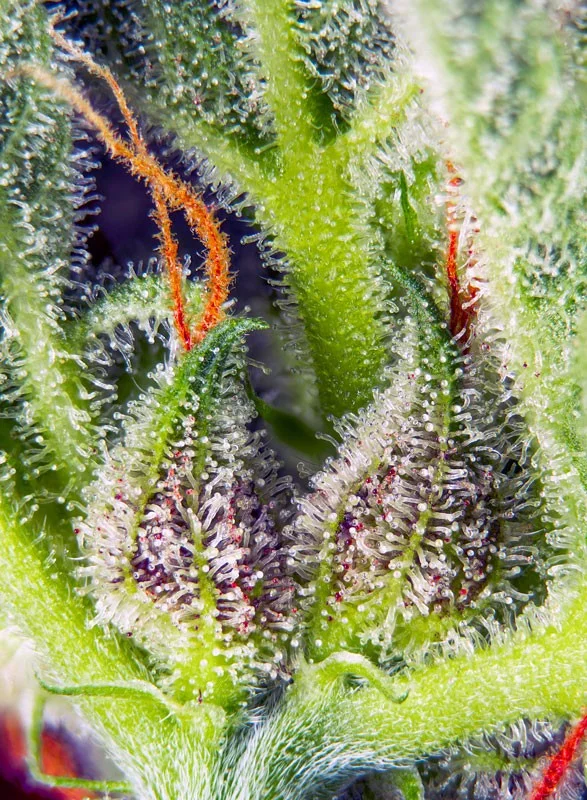 Cream Mandarine XL van Sweet Seeds