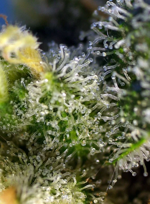 Sweet Amnesia Haze van Sweet Seeds