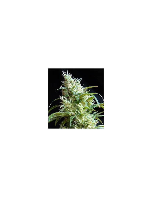 Flash Back #2 van Sweet Seeds