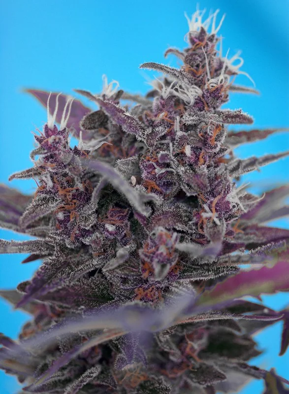 Black Cream van Sweet Seeds
