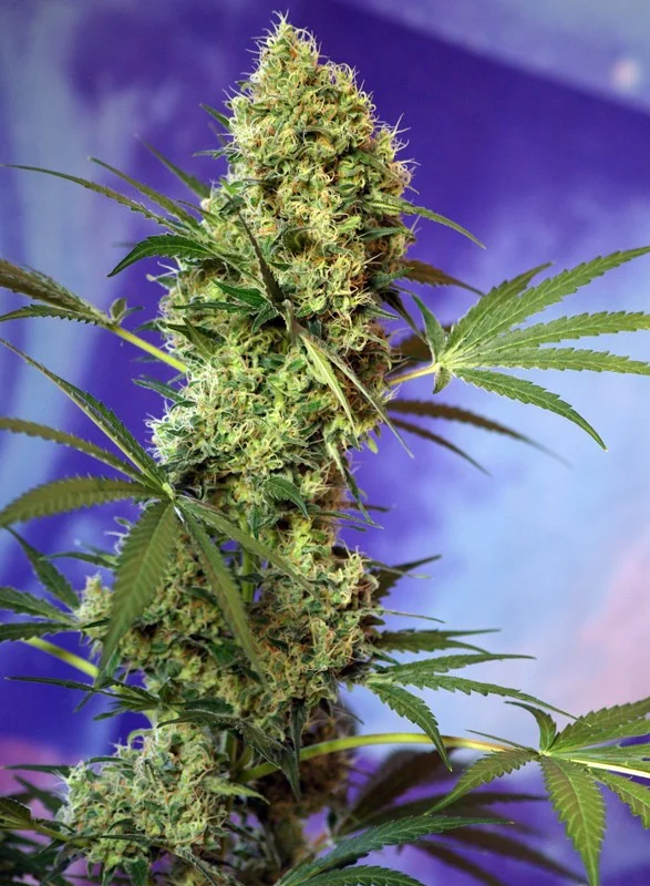 Big Devil van Sweet Seeds