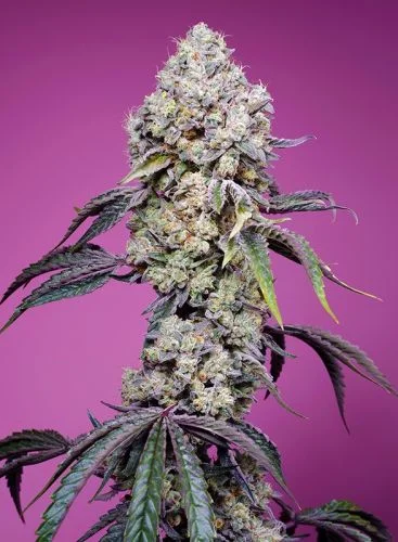 Sweet Mandarine Zkittlez F1 Fast Version van Sweet Seeds