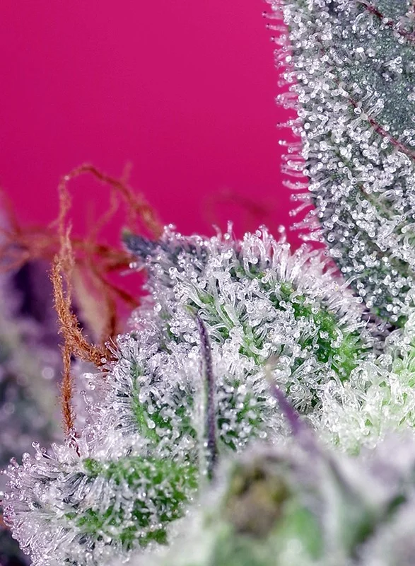 Papaya Zoap F1 Fast Version van Sweet Seeds