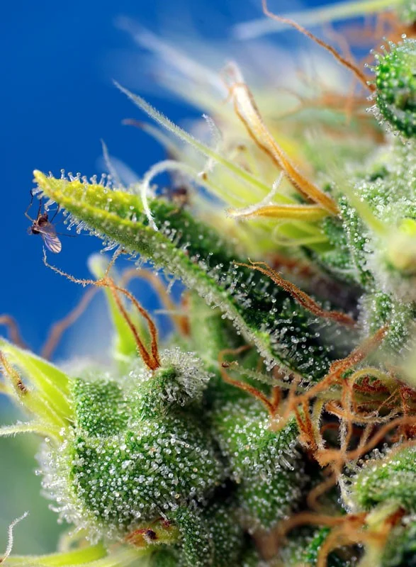 Sweet Pure CBD van Sweet Seeds