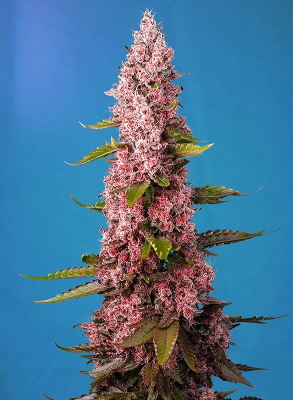 Red Hot Muffin van Sweet Seeds
