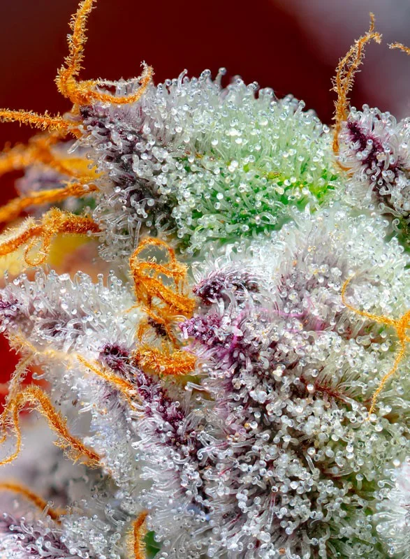 Red Gorilla Girl XL van Sweet Seeds