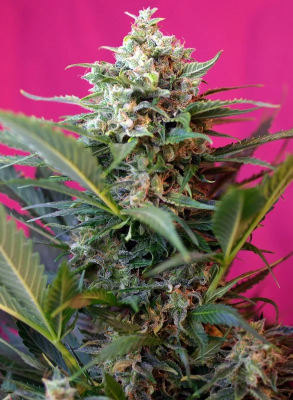 Big Devil XL van Sweet Seeds