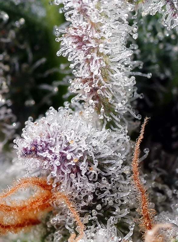 Psicodelicia van Sweet Seeds