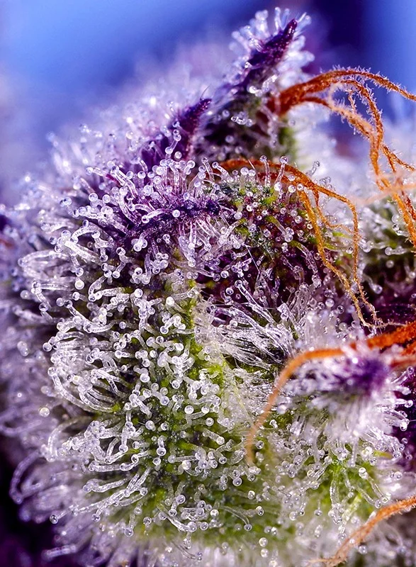 Diablos Delight's XL van Sweet Seeds