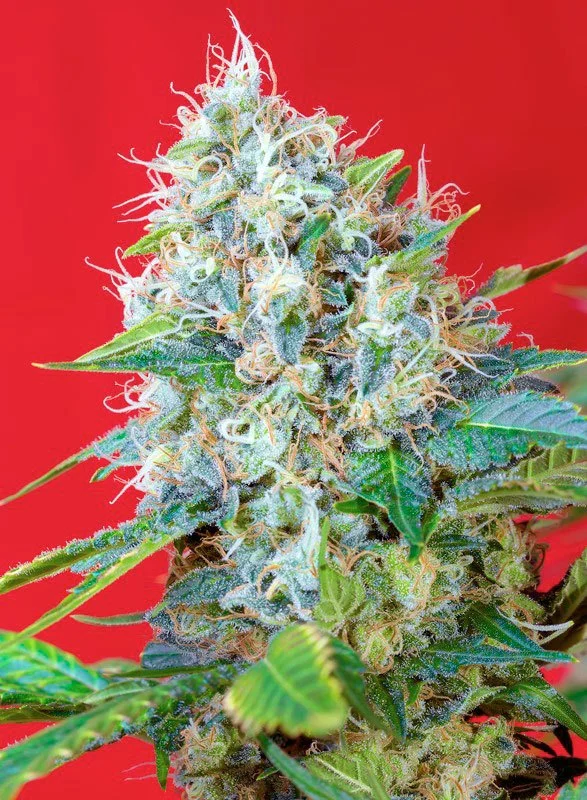 Green Poison van Sweet Seeds