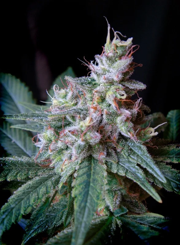 Cream Caramel Fast Version van Sweet Seeds