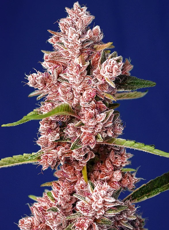 Tropicanna Poison F1 Fast Version van Sweet Seeds