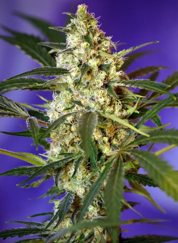 Fast Bud van Sweet Seeds