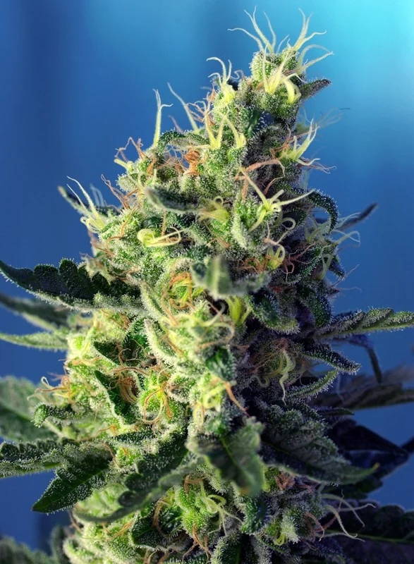 Sweet Pure CBD van Sweet Seeds