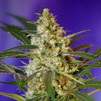 Fast Bud #2 van Sweet Seeds