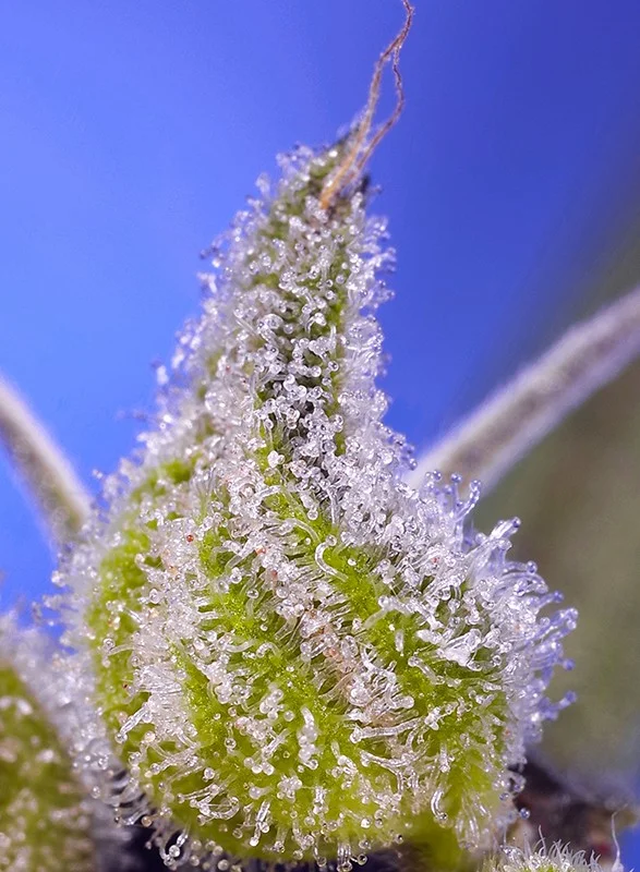 Permanent Jealousy XL van Sweet Seeds