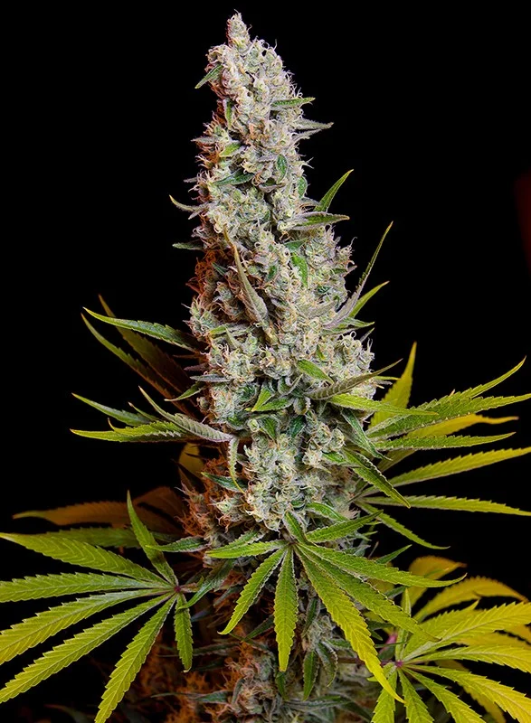Sweet Cheese van Sweet Seeds