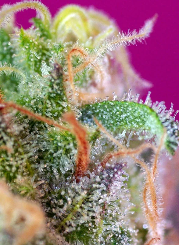 S.A.D. Sweet Afgani Delicious S1 van Sweet Seeds