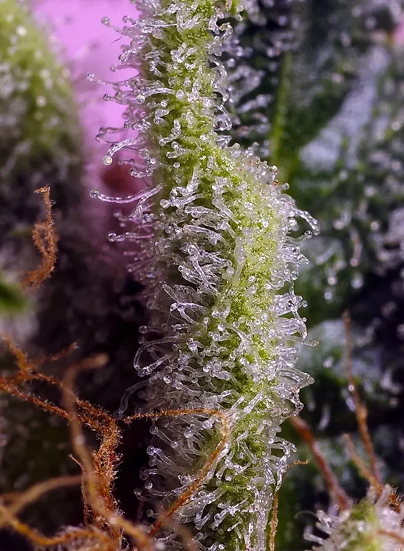 Gelonade van Sweet Seeds