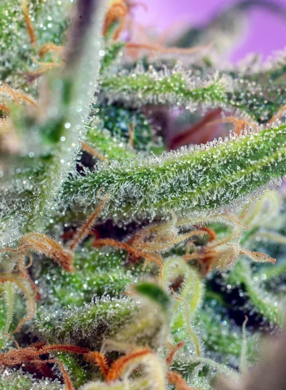 Jack 47 van Sweet Seeds