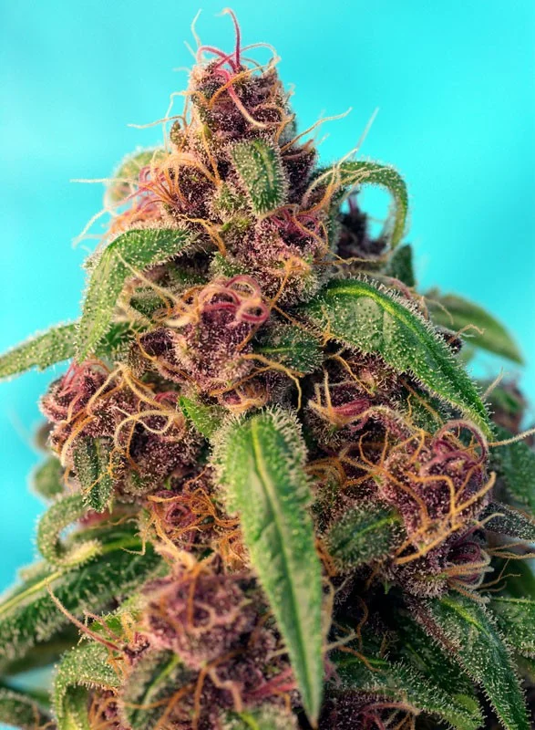 Red Mandarine F1 Fast Version van Sweet Seeds