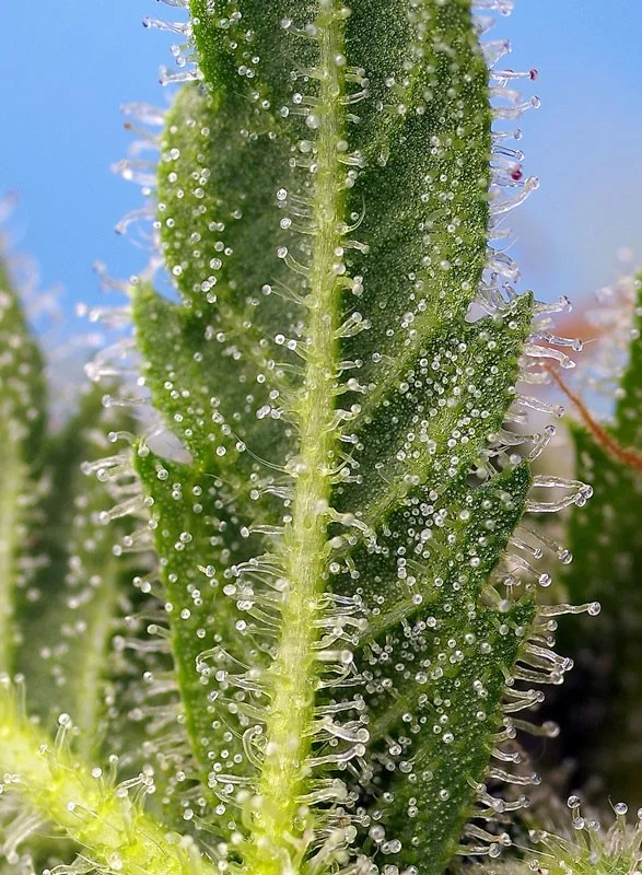 Runtz XL van Sweet Seeds