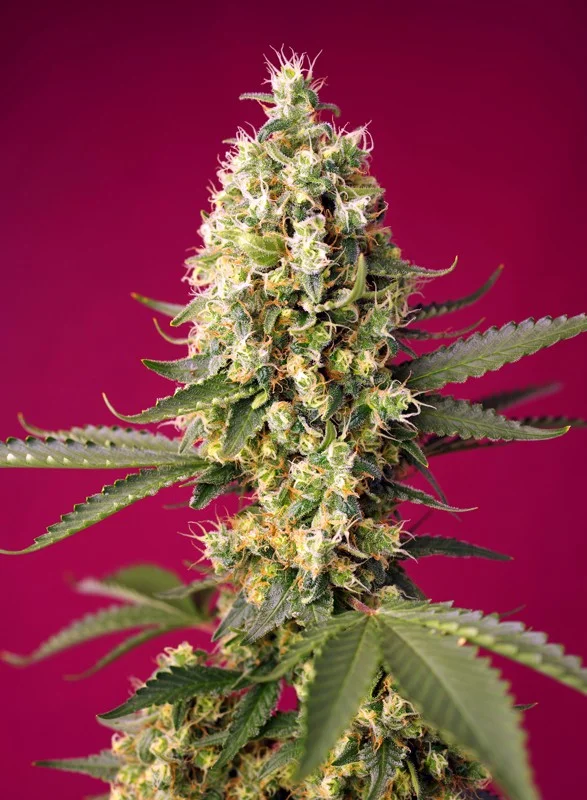 Skywalker OG Runtz XL van Sweet Seeds
