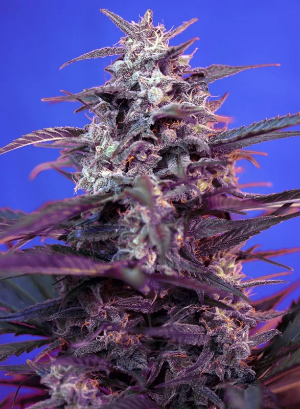 Bloody Skunk van Sweet Seeds