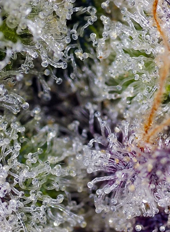 Pineapple Slush XL van Sweet Seeds