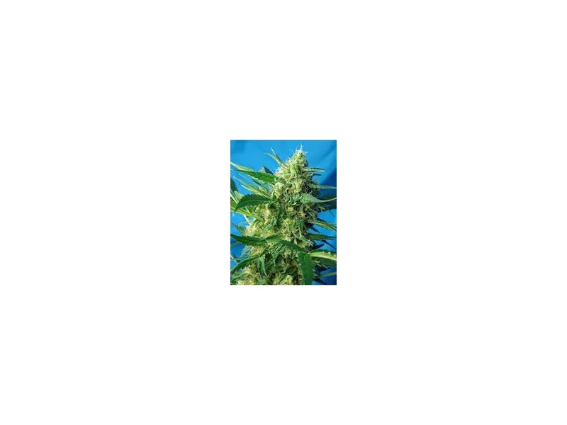 NYC Diesel van Sweet Seeds