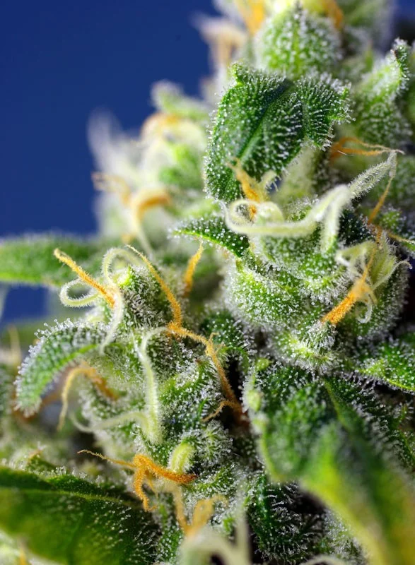 Honey Peach CBD van Sweet Seeds