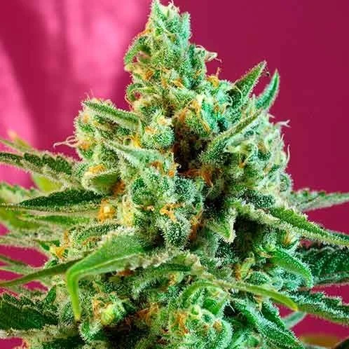 S.A.D. Sweet Afgani Delicious CBD van Sweet Seeds