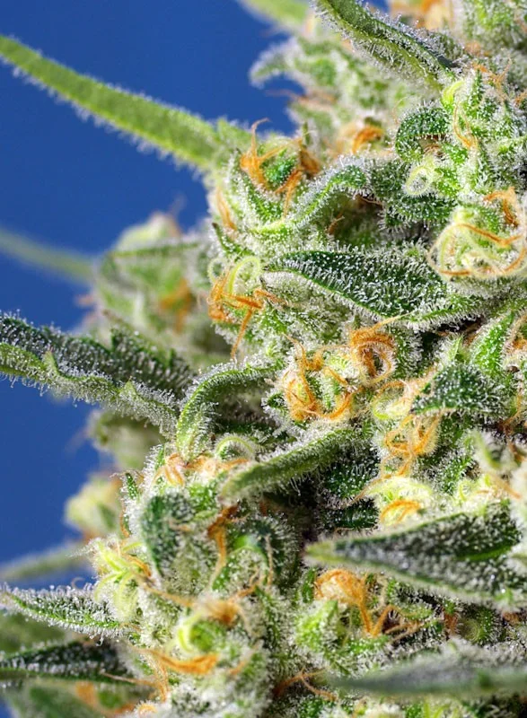 Crystal Candy F1 Fast Version van Sweet Seeds