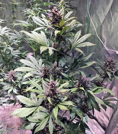 Devil Cream van Sweet Seeds