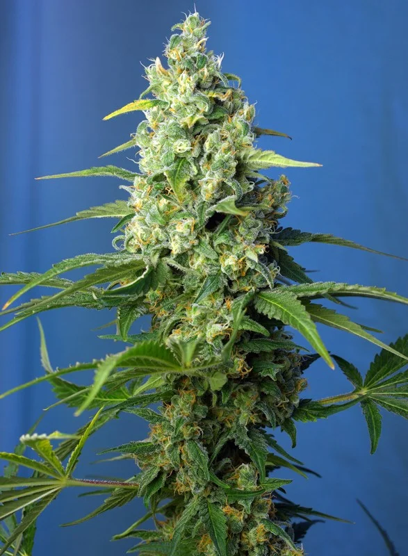 Honey Peach CBD van Sweet Seeds