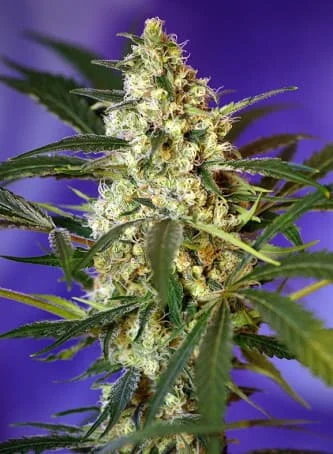 Fast Bud #2 van Sweet Seeds