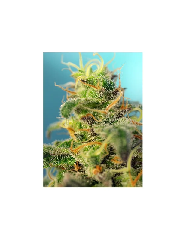 Cream Caramel CBD van Sweet Seeds